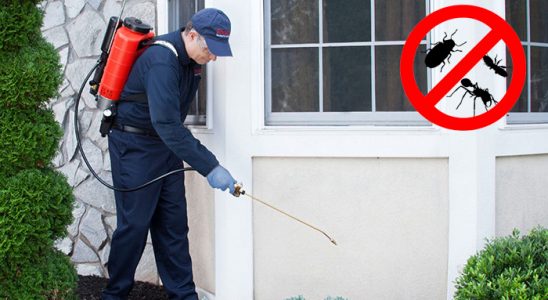 Dereli Kemirgen İlaçlama böcek ilaçlama ve haşere kontrolü — ilaclama-tr.com